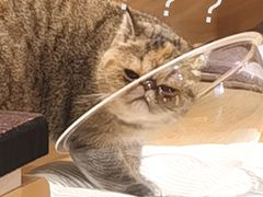 -滚猫咖啡·猫咖·猫友好撸猫(未来城店)