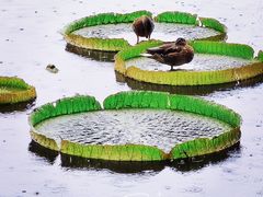 -国家植物园南园