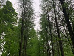 -广州市帽峰山景区