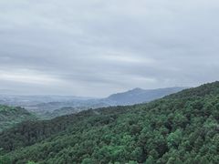 -铁山坪森林公园