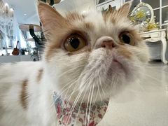 -共舞时光猫咖·狗咖(新街口店)