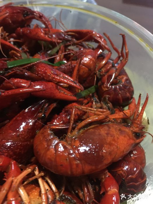 金湖杨五龙虾图片 - 第1张