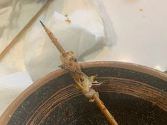 -五样儿西昌小签签烤串(建设路店)