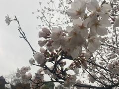 -鸡鸣赐茶(鸡鸣寺路店)