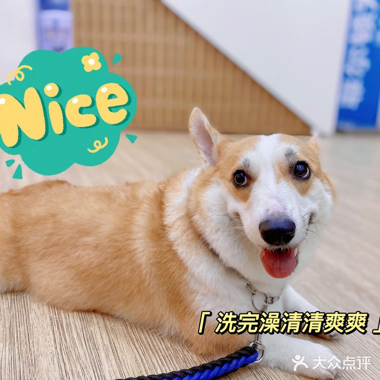 怎么选一家专业放心的宠物店给主子洗澡❓
