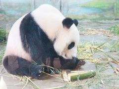 -上海野生动物园