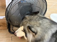 -李小姐の猫咖啡馆(五角场店)
