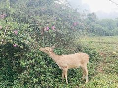 -海南热带野生动植物园