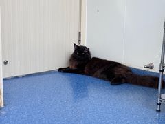 -爱诺耐芙动物医院(万博店)