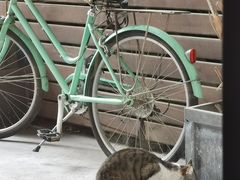 -猫里有甜