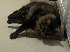 -爱侣宠医·鹦鹉专科·小型哺乳类·异宠专科(灵石路店)