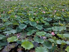 -羊亭河湿地公园