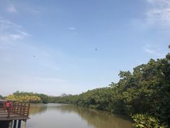 -大湾区中央湿地公园