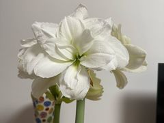 -百饺园(平山道店)