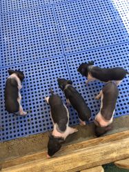 -萌宠亲子动物乐园(槐房万达店)