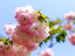 -天王浮山樱花园