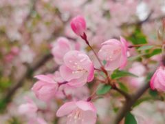 -麦当劳(顾村公园店)