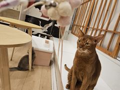 -Let's go狗咖·猫咖·奶狗·桌游(春熙路IFS店)
