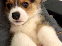 -翊宠yipet猫狗购宠庄园犬舍•猫舍