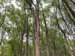 -铁山坪森林公园