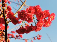 -顾村公园