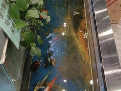 -洞庭家宴·头牌甲鱼(广渠门店)