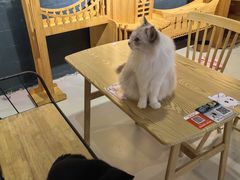 -豆逗聊愈猫阁Easy Life