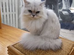 -李小姐の猫咖啡馆(五角场店)