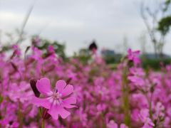 -春花秋色城市公园