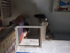 Anne猫窝咖啡屋-Anne猫窝咖啡屋