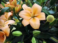 -上海鲜花港