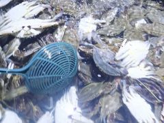 -聚盛源蒸汽海鲜火锅烤肉自助(巨川金海岸购物广场店)