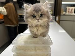 -欣宠猫屋·矮脚拿破仑·蓝金金渐层