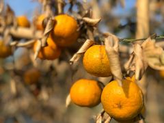 -尚果生态采摘园