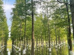 -泗洪洪泽湖湿地景区