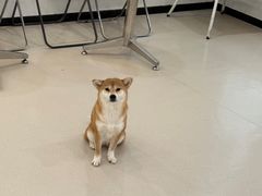 -共舞时光猫咖·狗咖(新街口店)