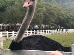 -瑞穗牧场