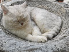 -喵屿·大理花园猫咖