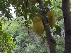 -福建鲤鱼洲酒店