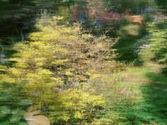 -上海共青森林公园