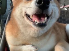 -柴犬高等学院·狗咖·柴犬售卖·宠物训练