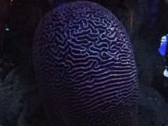 -暹罗海洋世界
