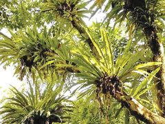 -海南热带雨林国家公园吊罗山景区