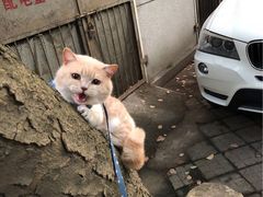 -PETKIT小佩宠物(古北店)