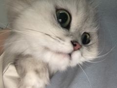 -思宇宠物医院