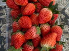 -喜杨洋草莓采摘园