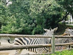 -泉州海丝野生动物世界
