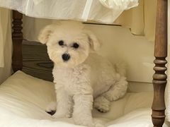 -翊宠yipet猫狗购宠庄园犬舍•猫舍