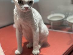 -babydoll猫舍·米努特·德文·缅因(久光中心店)