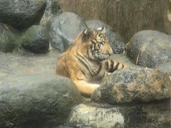 -海南热带野生动植物园